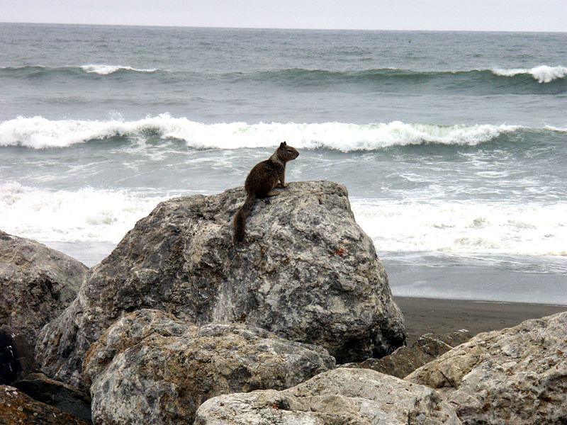 Some Facts About The Pacific Ocean and Squirrels 