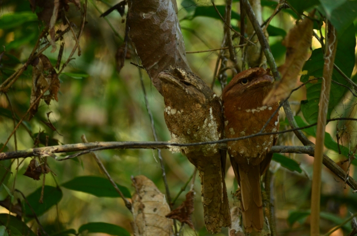 Frogmouth solomon's birds in Thattekad Kerala India