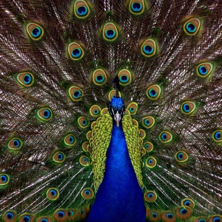 Peacock and its feathers