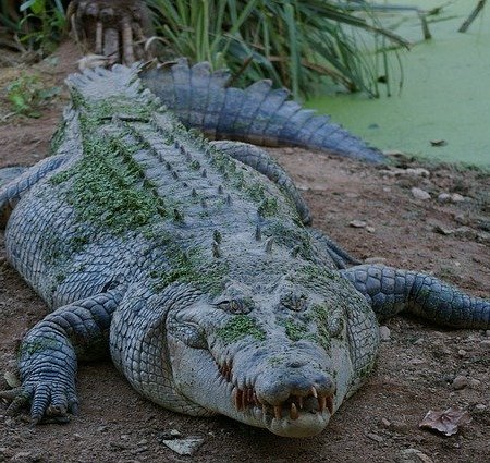A crocodile lying beside a pond