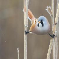 Bearded Reedling: Yet Another Awesome Feathered Friend