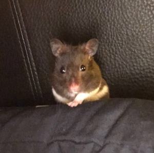Murray the hamster